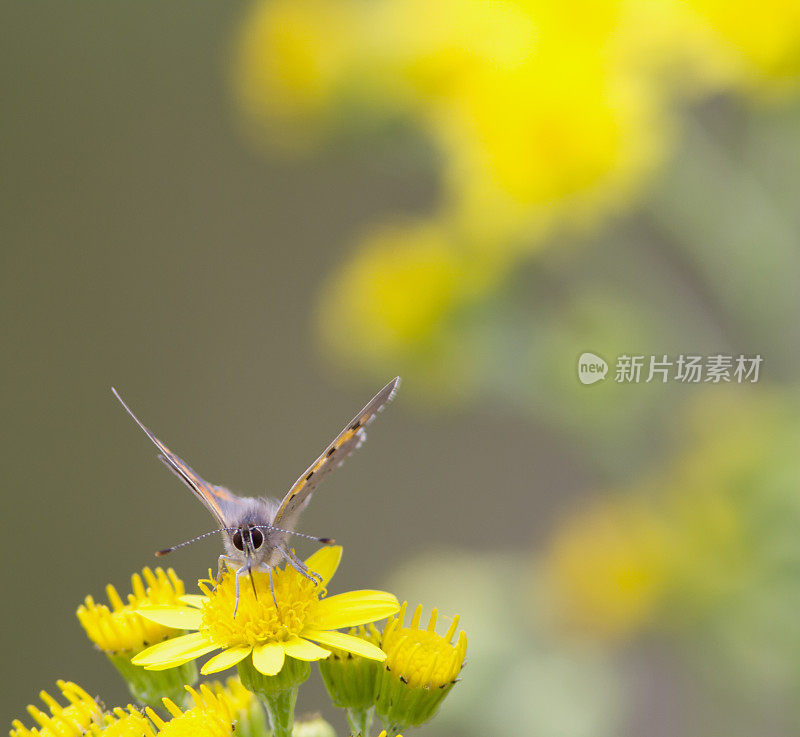 小铜蝶(Lycaena phlaeas)